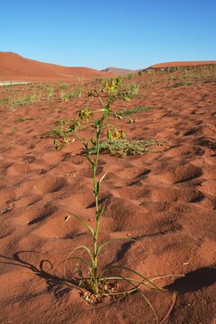 Namib Lilien (Hexacyrtis dickiana) im W&uuml;stensand beim Dead Vlei im Namib Naukluft Park.