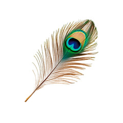 Obraz premium A Stunning Peacock Feather on White Background