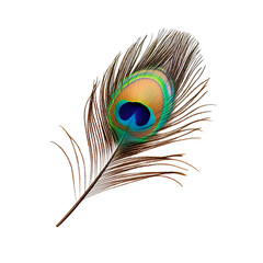 Obraz premium A Stunning Peacock Feather on White Background