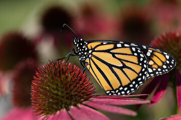 monarch butterfly on pink Echinacea wings closed