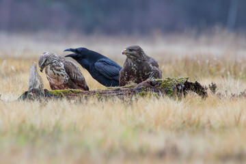 Two buzzards and a screaming raven in a meadow