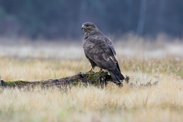 A bird of prey sitting on a mossy log