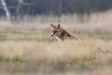 A fox basking in a sunny meadow
