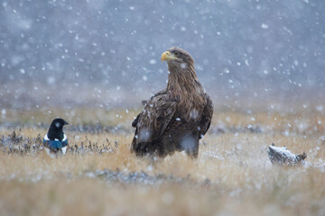 Fototapeta premium White-tailed eagle and magpie on a meadow in falling snow