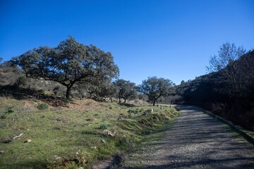 Natural landscape in Monfrag&uuml;e, Extremadura, Spain. A rural path surrounded by holm oaks, rolling hills, and a clear blue sky&mdash;perfect for hiking, nature, and outdoor photography