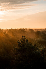 Fototapeta premium pretty morning over the forest canopy orange light nature trees