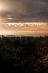 pretty morning over the forest canopy orange light nature trees