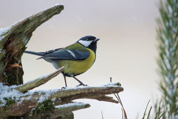 A great tit sitting on broken branches