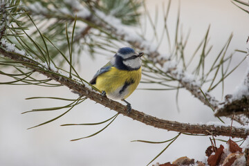 Blue tit among pine twigs