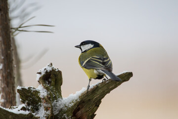 Great tit on an old branch