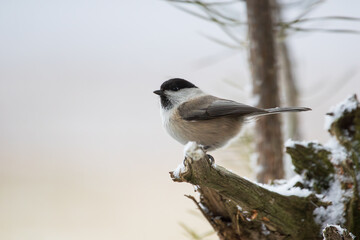 A black-capped titmouse sitting on a branch