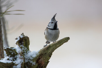 A cute crested bird on a branch
