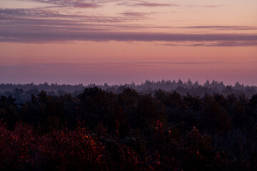 pretty morning over the forest canopy orange light nature trees