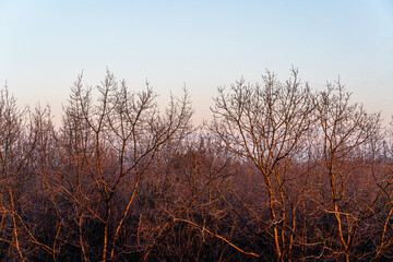 pretty morning over the forest canopy orange light nature trees