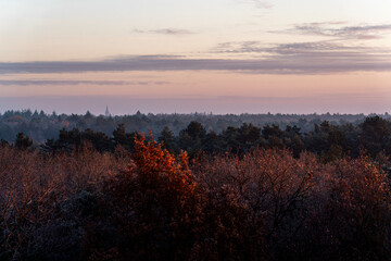 pretty morning over the forest canopy orange light nature trees