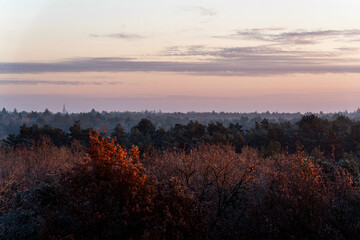 pretty morning over the forest canopy orange light nature trees