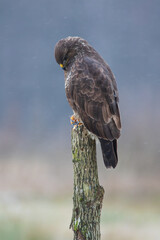Vertical photo of a buzzard on a peg