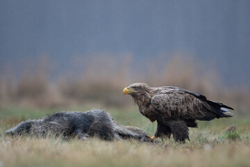 A white-tailed eagle next to a wild boar carcass in a meadow