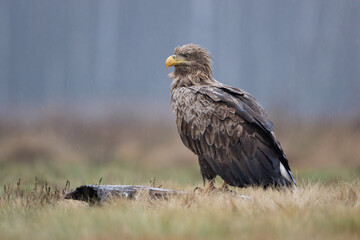 A beautiful white-tailed eagle sitting on a log
