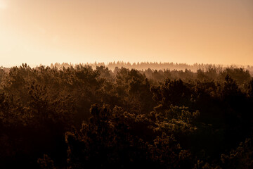 pretty morning over the forest canopy orange light nature trees