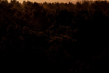 pretty morning over the forest canopy orange light nature trees