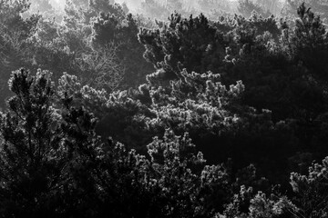 pretty morning over the forest canopy orange light nature trees