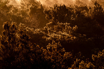 pretty morning over the forest canopy orange light nature trees