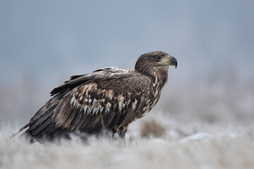 White-tailed eagle on a foggy winter meadow