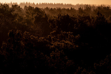 pretty morning over the forest canopy orange light nature trees