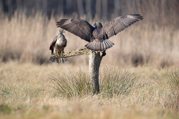 A buzzard flapping its wings chases another from a branch