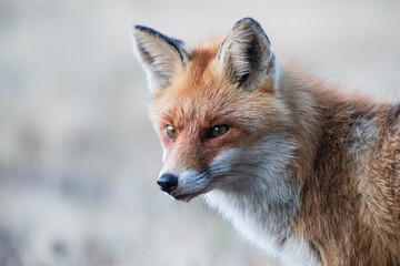 The head of a fox looking carefully