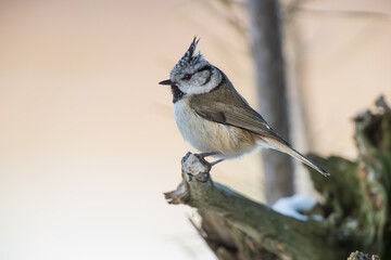 A cute crested bird sitting on a branch