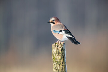 A jay on a peg on a sunny day