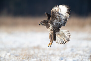 Buzzard landing on the snow