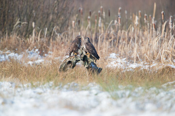 Two screaming buzzards on an old stump