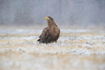 A white-tailed eagle in a meadow among falling snow