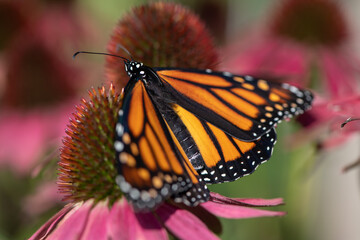 monarch butterfly on pink flower wings open