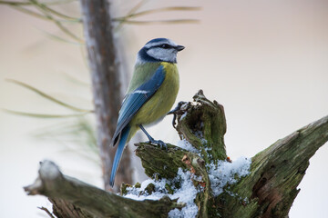 A blue tit sitting on an old stump