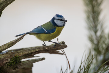 Blue Tit on a branch