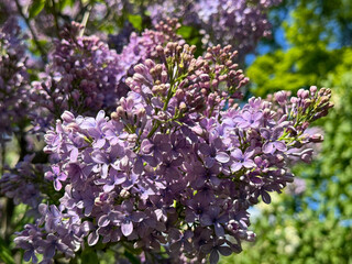 Obraz premium Lilacs flowers soft purple blossom in spring garden.