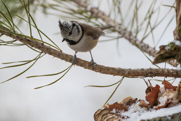 A crested bird on a pine branch looks down