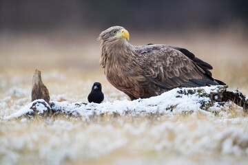 A white-tailed eagle and a magpie sitting behind a log