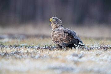 Landscape with a white-tailed eagle on a snow-covered meadow
