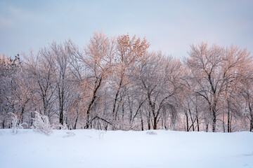 Beautiful pink sky in winter evening, snow-covered trees