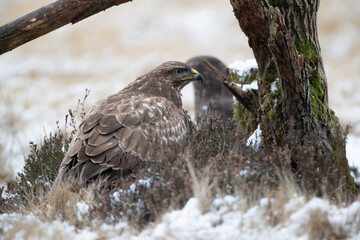 Buzzard in the heather next to an old tree stump