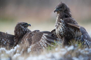 Close-up of two buzzards fighting