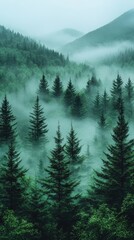 Fototapeta premium Misty Evergreen Forest in Mountain Landscape