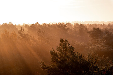 Fototapeta premium pretty morning over the forest canopy orange light nature trees