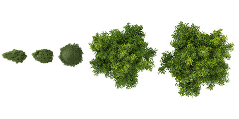 Collection of limon,sempervirens trees on transparent background from the top view
