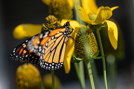 monarch butterfly in yellow flowers wings open - Powered by Adobe